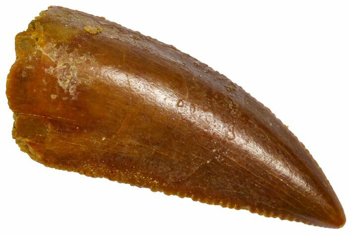 Serrated, Raptor Premaxillary Tooth - Real Dinosaur Tooth #360982
